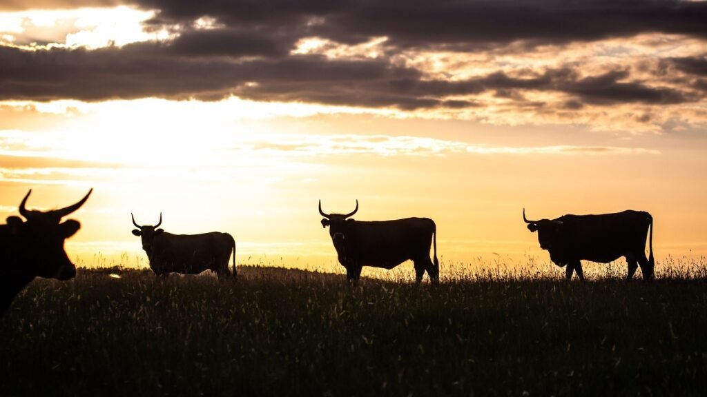 Altcoin Season May Be Brewing, But Will Be More Selective, Analysts Say