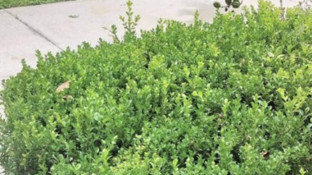 Optical illusion: Less than 1% can find the camouflaged snake in this photo