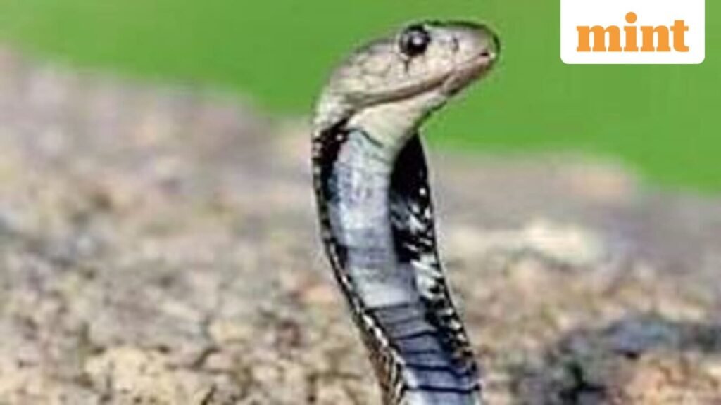 CoBRA battalion jawan dies of snakebite in Jharkhand’s West Singhbhum