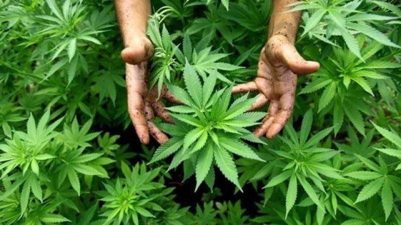 Morocco Advances Regulated Use of Therapeutic Cannabis
