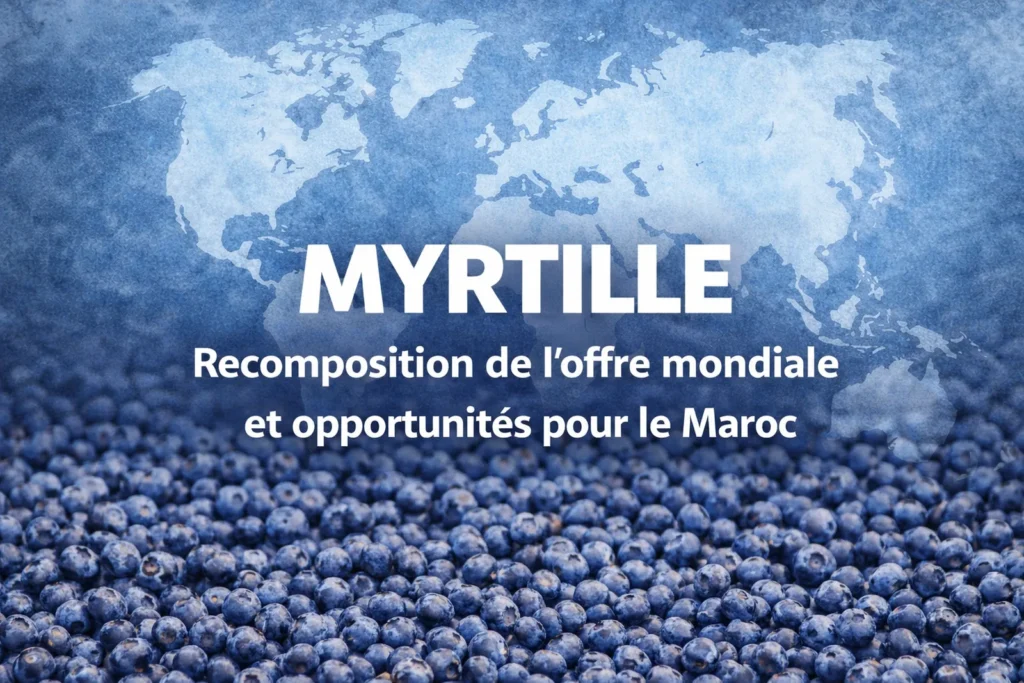 Myrtille : recomposition de l’offre mondiale et opportunités pour le Maroc