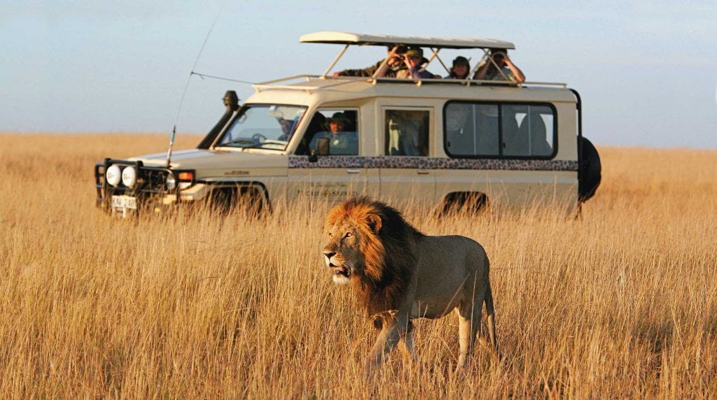 Unleashing the Magic of Safaris: A Wild Adventure Awaits